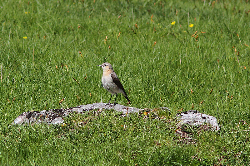 IMG_0630 Water Pipit.JPG